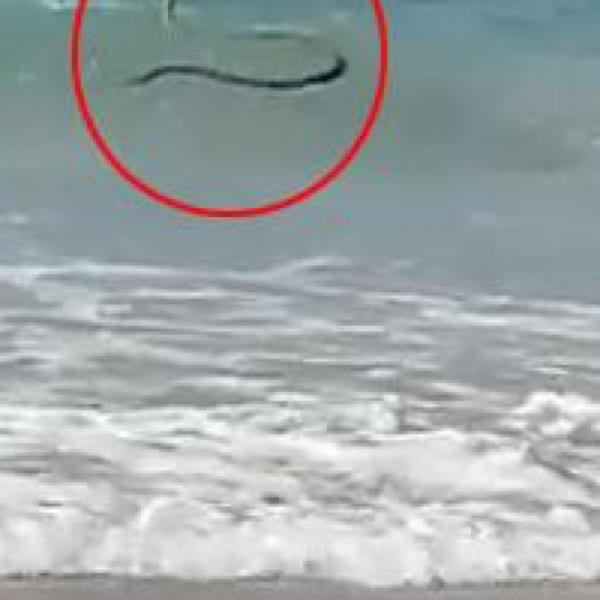 PLAŽA JE PRAZNA ZBOG KORONE, ALI JEDAN SURFER SE PROŠVERCOVAO! Pogledajte koga TALASI bacaju na sve STRANE (VIDEO)