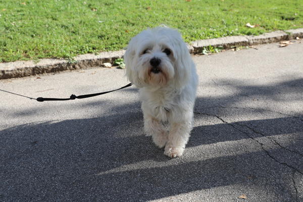 LJUDI, GDE ĆE VAM DUŠA?! U Italiji na svakih 16 MINUTA, UGINE po jedan pas zbog NAMERNOG TROVANJA!