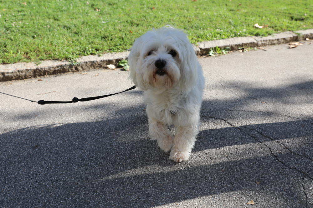 LJUDI, GDE ĆE VAM DUŠA?! U Italiji na svakih 16 MINUTA, UGINE po jedan pas zbog NAMERNOG TROVANJA!