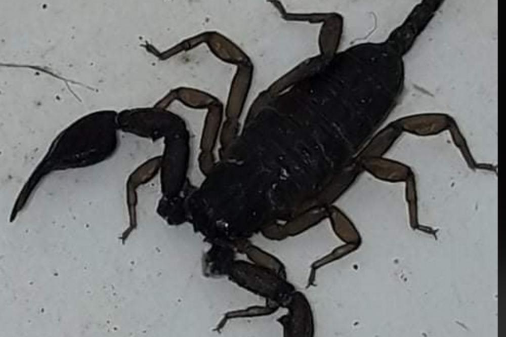 SVI KOJI SU U ZNAKU ŠKORPIJE, OVO MORAJU DA ZNAJU: Nemojte se zavaravati, JAKO JE BITNO!