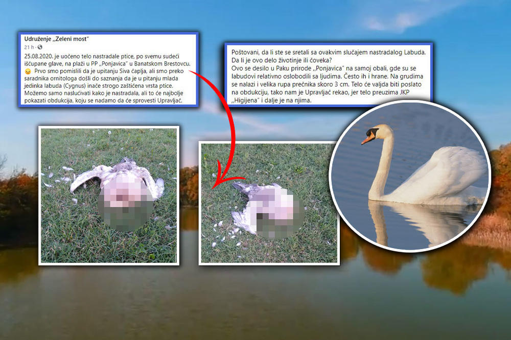 ZAŠTIĆENOJ VRSTI PTICE IŠČUPANA GLAVA U BRESTOVCU: Labudovi su se ovde združili s ljudima, a sad se desilo ovo