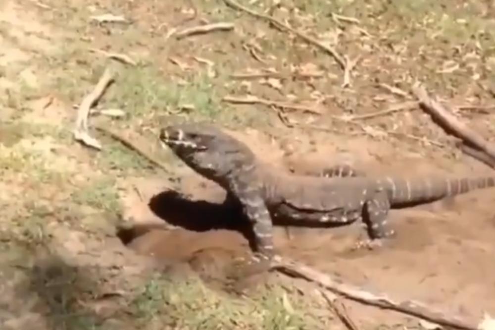 NEVIĐEN ZLOČIN: Grupa muškaraca SILOVALA, ubila i pojela zaštićenog GUŠTERA, HOROR u Indiji!