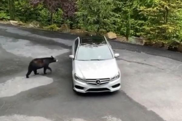 SNIMAK KOJI JE OBIŠAO SVET: Medved prišao automobilu i otvorio vrata, a onda je muškarac počeo da vrišti (VIDEO)