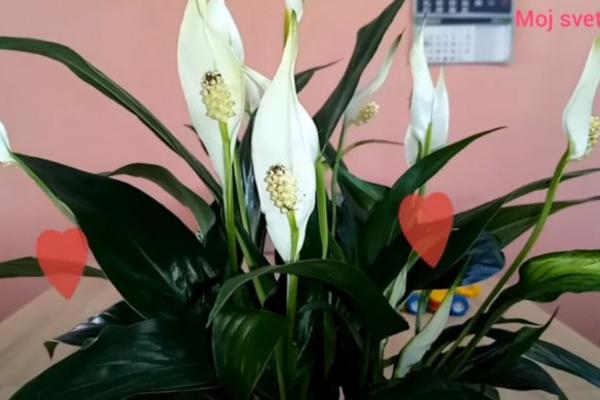 ČUDOTVORNA BILJKA REŠAVA NEPLODNOST, A I JOŠ JEDAN OGROMAN PROBLEM! Ovo nam treba, a evo i zašto