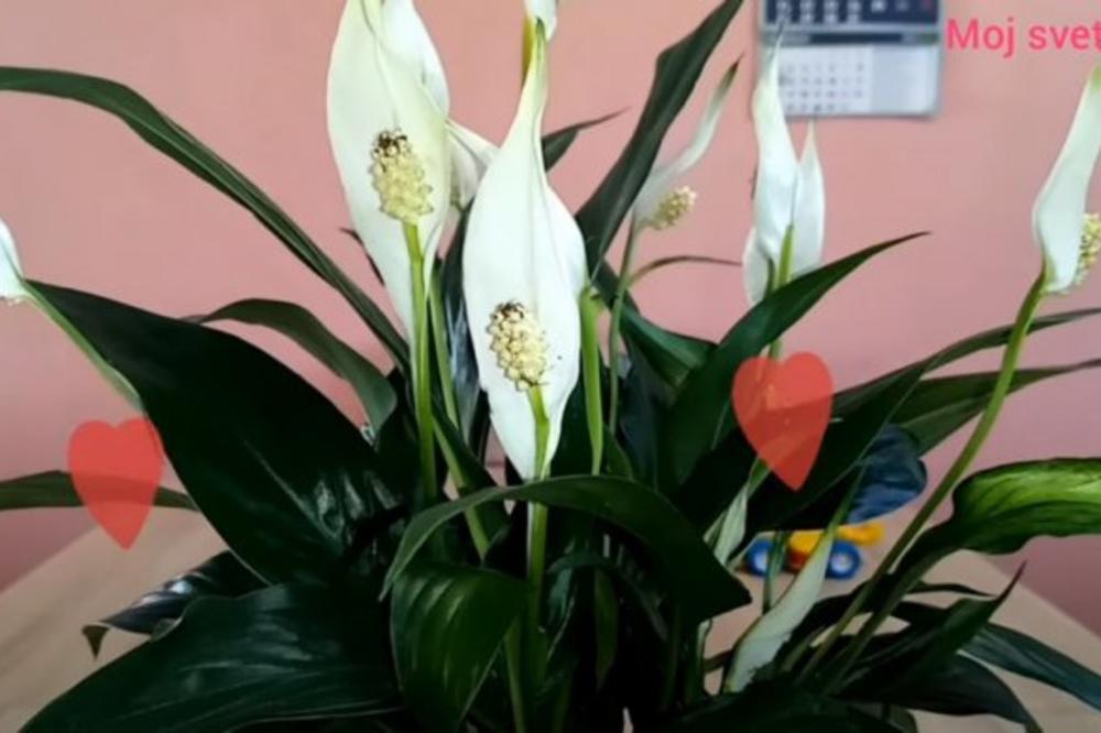 ČUDOTVORNA BILJKA REŠAVA NEPLODNOST, A I JOŠ JEDAN OGROMAN PROBLEM! Ovo nam treba, a evo i zašto