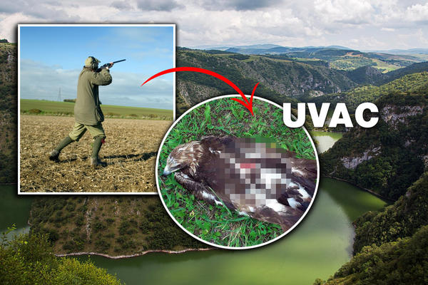 DOKLE BRE VIŠE? Na Uvcu pronađen mladi ORAO, upucan iz VATRENOG ORUŽJA! UGINUO JE OD INFICIRANIH RANA (FOTO)