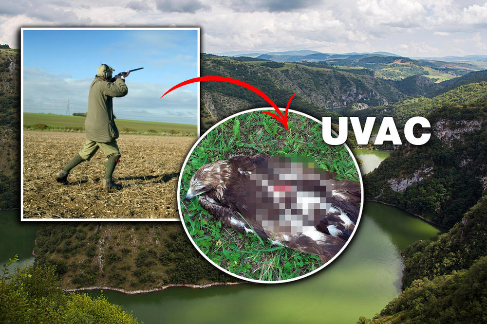 DOKLE BRE VIŠE? Na Uvcu pronađen mladi ORAO, upucan iz VATRENOG ORUŽJA! UGINUO JE OD INFICIRANIH RANA (FOTO)