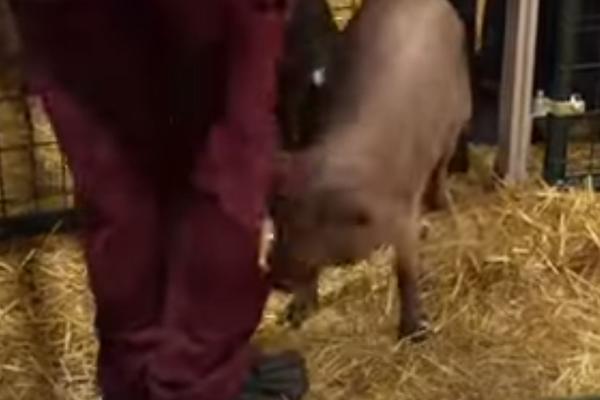 SVINJI SU U MOZAK UGRADILI ČIP I SADA SVI UŽIVO PRATIMO NJENO PONAŠANJE: Prvo čipovano živo biće radi ovo