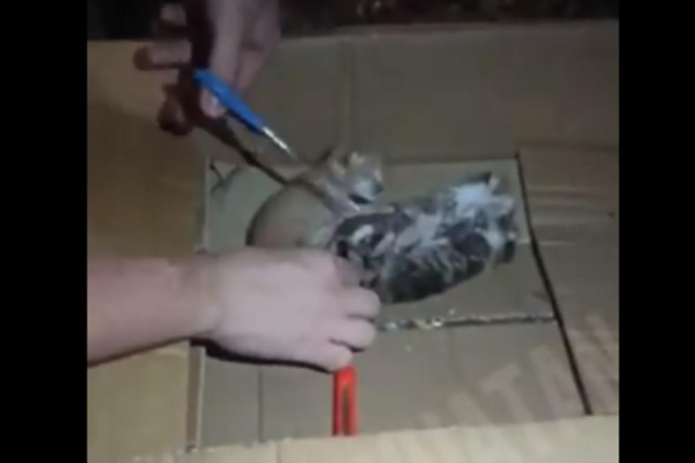 SRBIJO, AKO MISLIŠ DA SI VIDELA SVE, GREŠIŠ! Ovo je najodvratnije što bolestan čovek može da uradi životinji