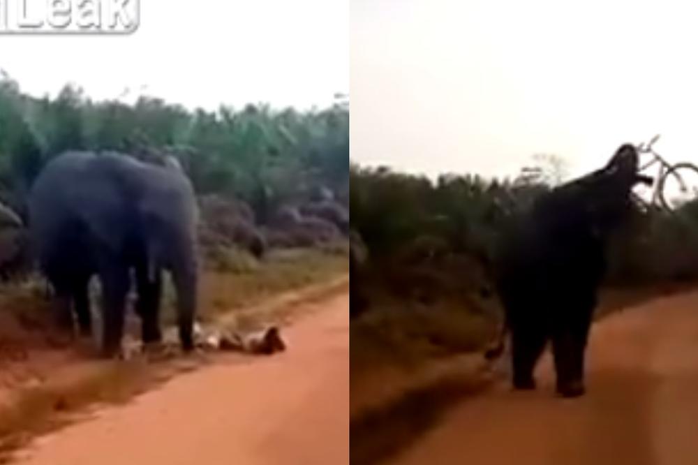 SLON NAPAO ČOVEKA I OTEO MU BICIKL: Ne lažemo, pogledajte snimak! (VIDEO)