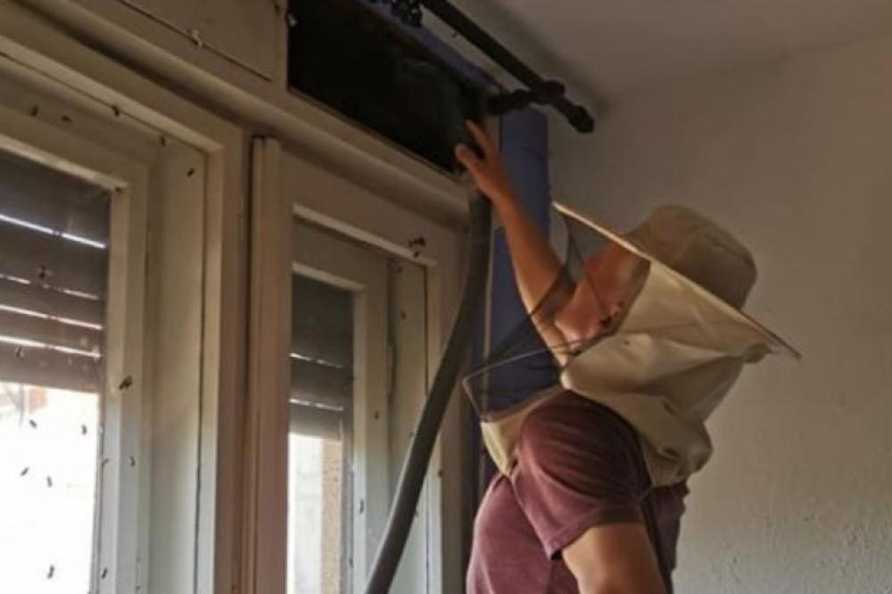 JEZIVO! LJUDI U SOBI U CENTRU BEOGRADA ČULI NEPREKIDNO ZUJANjE Podigli su kutiju za roletnu, ŠOK! OVO MOŽE DA UBIJE