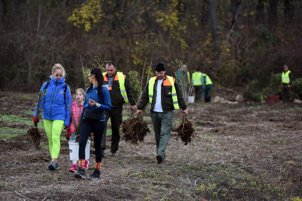 KAKO DRVEĆE ŠTEDI: Zbog drveća manji računi za struju
