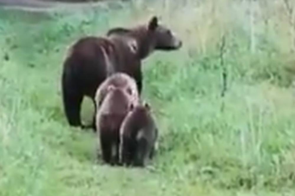 UŽAS, MEDVED POJEO ŽENU! Psi pronašli telo a pored njega...