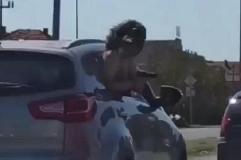 KAKVA GOSPOĐETINA! Mlada iz Futoga izašla KROZ PROZOR DŽIPA, izvadila pištolj, SVATOVI NISU VEROVALI (VIDEO)