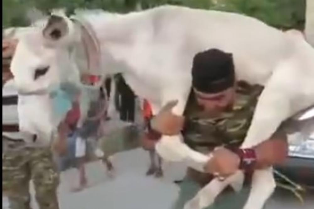 ŠTA JE BRE OVO, KAKAV JE OVO ČOVEK? Nosi MAGARCA na leđima i vuče TRI AUTOMOBILA! (VIDEO)