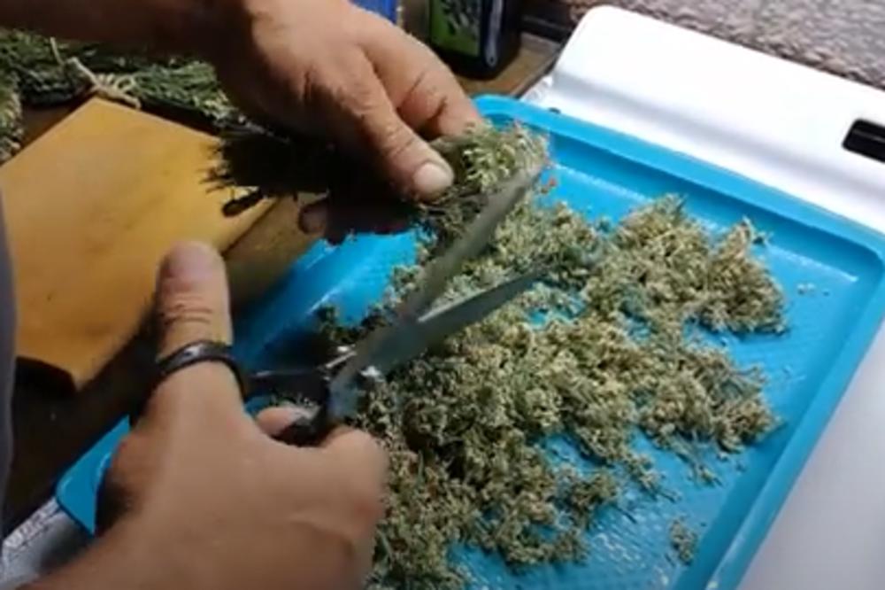 TRAVAR IZ SIBIRA TVRDI DA JE OVA BILJKA NAJBOLJA ZA MRŠAVLJENJE! Skida i pritisak, PIO GA JE I HITLER