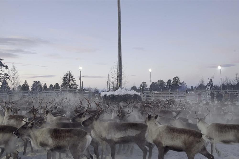 SELEKCIJA ECO DOX na Festivalu evropskog filma Palić