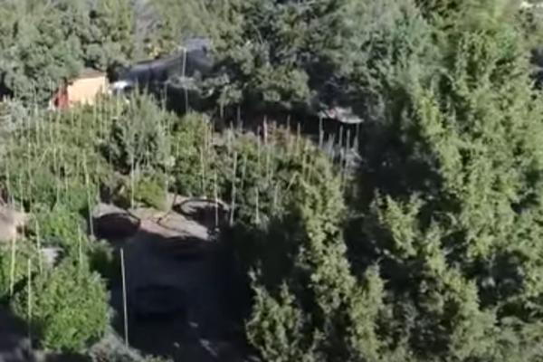 MASAKR U SE DESIO NA POLJU MARIHUANE U KALIFORNIJI: 7 ljudi mrtvo