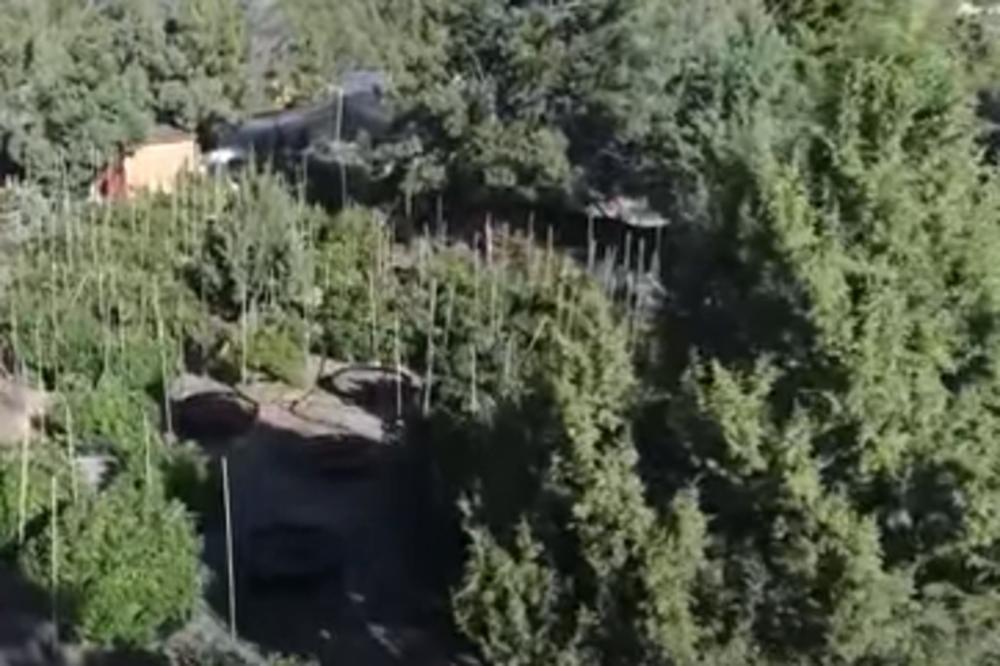 MASAKR U SE DESIO NA POLJU MARIHUANE U KALIFORNIJI: 7 ljudi mrtvo