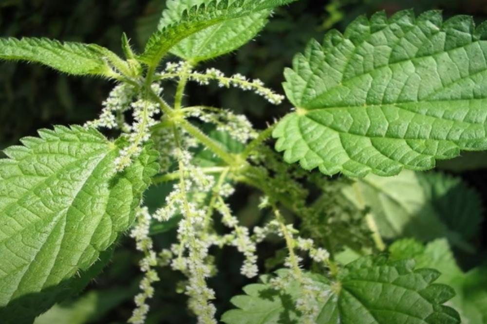 ŠTA DA RADITE AKO VAS OŽARI KOPRIVA? Osećaj je gadan, ali REŠENJE VAM JE ISPRED NOSA!