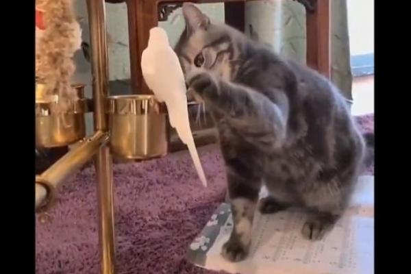 NEMA, ALI NEMA DALJE: Snimak ove MAČKE pogledali su MILIONI LJUDI, A NIJE NI ČUDO! (VIDEO)