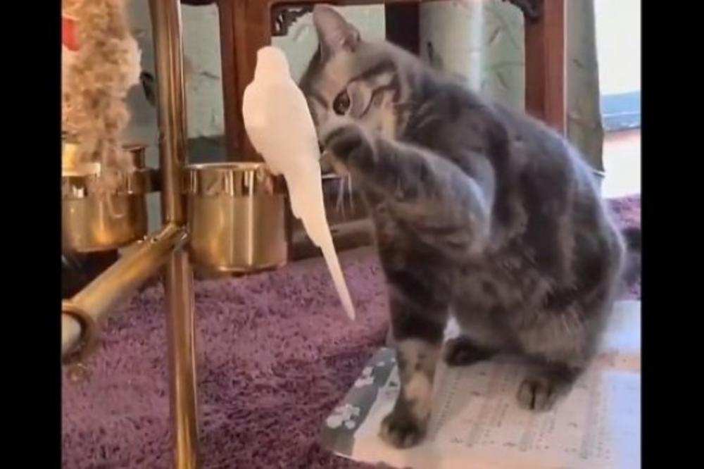 NEMA, ALI NEMA DALJE: Snimak ove MAČKE pogledali su MILIONI LJUDI, A NIJE NI ČUDO! (VIDEO)