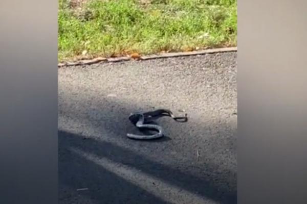 HOROR SCENA U ČUBURSKOM PARKU! Palacala je jezikom, LJUDI SU BILI NA IVICI VRIŠTANJA kad su je videli (VIDEO)