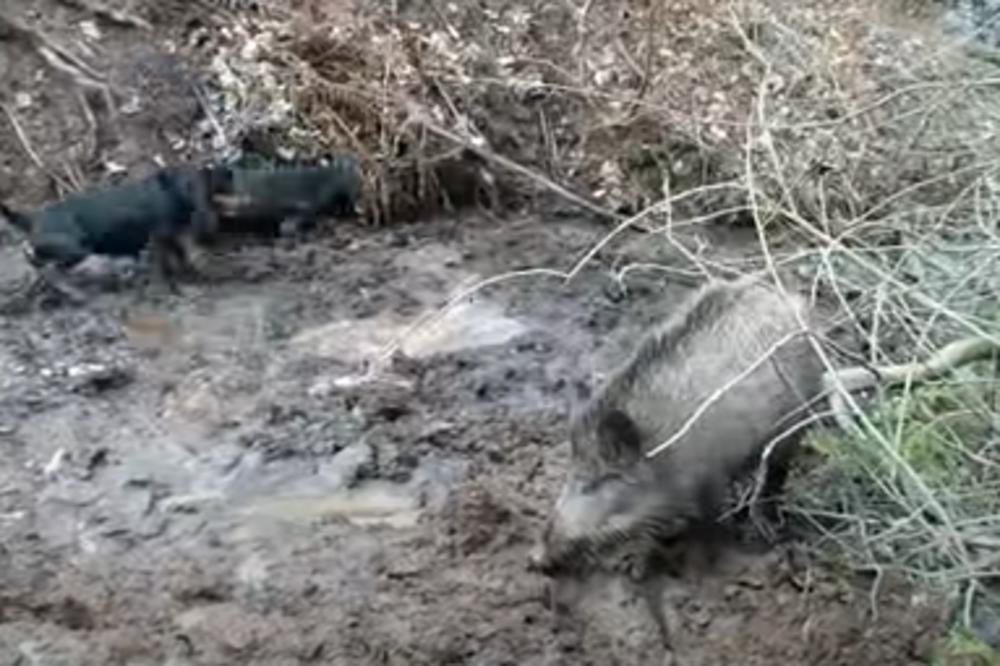 NAJEZDA DIVLJIH SVINJA, NE PRESTAJU DA HARAJU PO OVOM DELU SRBIJE: Nekim ljudima su uništile SVE ŠTO SU IMALI