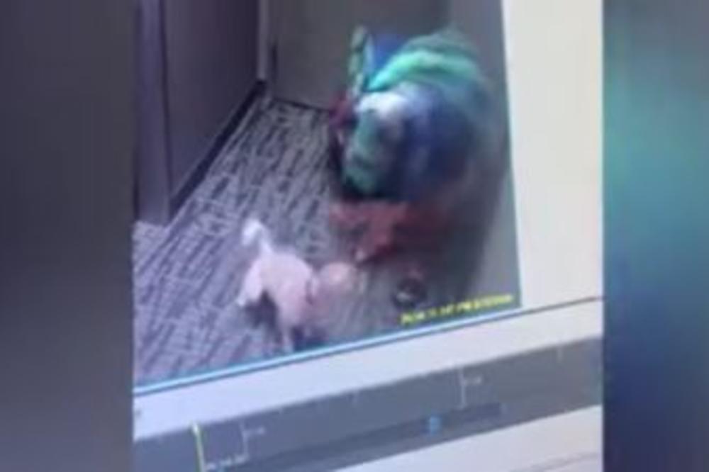 CEO SVET JE ZGRANUT: Uspešni direktor snimljen kako prilazi MALOM BELOM PSU i zatim mu radi nešto ODVRATNO! (VIDEO)