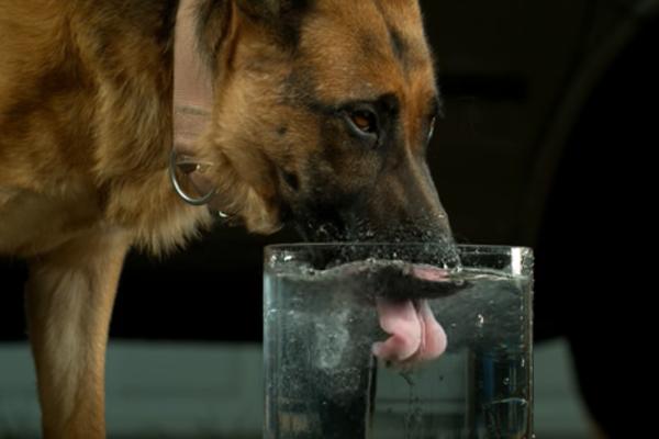 DOBRO PAZITE KAD SVOM PSU SIPATE VODU! 1 stvar za njega može da bude POSEBNO OPASNA