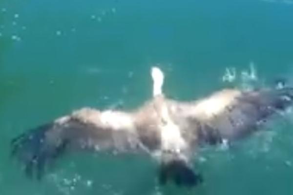 POTRESAN SNIMAK IZ SRBIJE: Naša NAJMOĆNIJA PTICA se bori za goli život! (VIDEO)