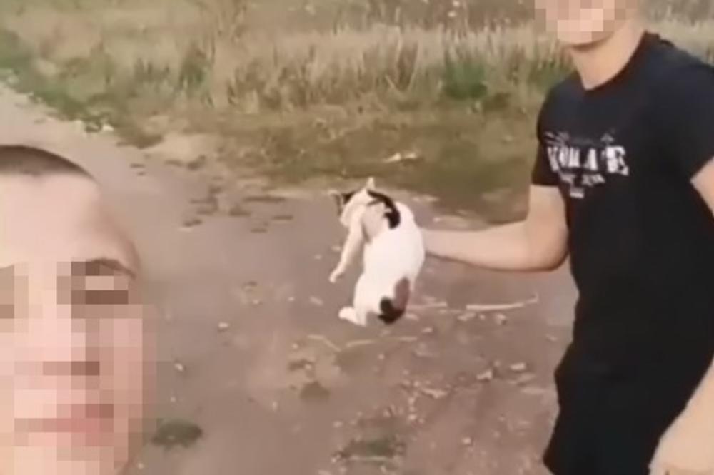 CEO LESKOVAC JE ZGROŽEN ubistvom mačeta: Najavili su protest zbog MONSTRUOZNSTI OVIH MALOLETNIKA!