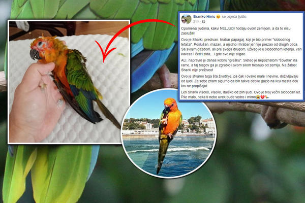 KAKAV "ČOVEK" JE MOGAO OVO DA URADI? Papagaj Sharki mu sleteo na rame, on ga UHVATIO I TRESNUO O ZEMLJU, UBIO GA JE