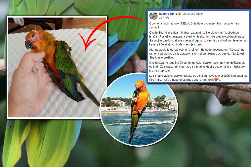 KAKAV "ČOVEK" JE MOGAO OVO DA URADI? Papagaj Sharki mu sleteo na rame, on ga UHVATIO I TRESNUO O ZEMLJU, UBIO GA JE