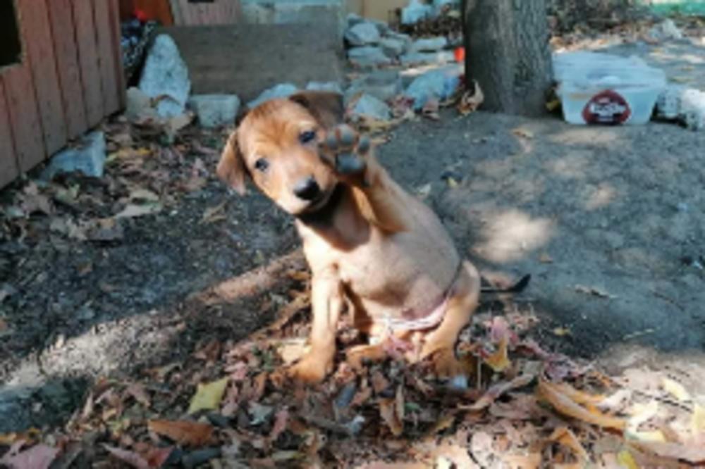 DA LI STE VIDELI OVOG MALIŠU? Nestao psić na Vidikovcu, vlasnici mole za bilo kakve informacije! (FOTO)