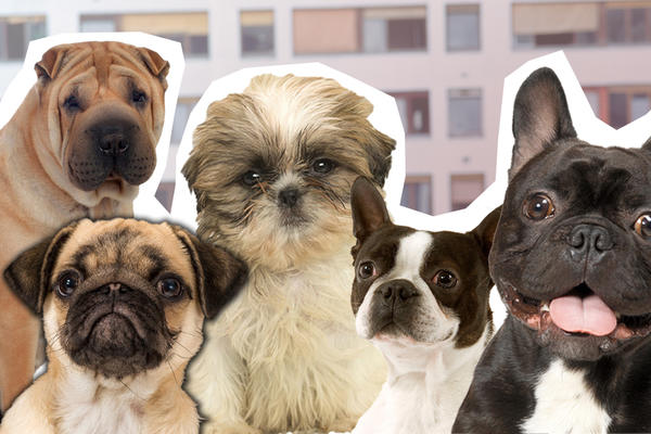 TRAŽITE SAVRŠENOG KUĆNOG PRIJATELJA: Ovo je 5 rasa PASA koji se UKLAPAJU u ZATVORENE PROSTORE