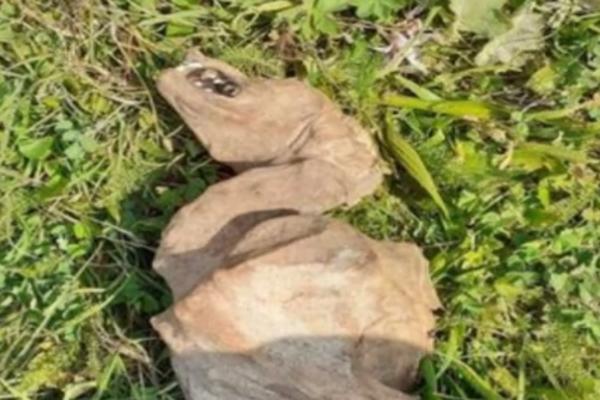 ČIJI SU OVO OSTACI? Ova fotka kruži internetom, uslikana je na Žabljaku, NIKO NE ZNA ŠTA JE!