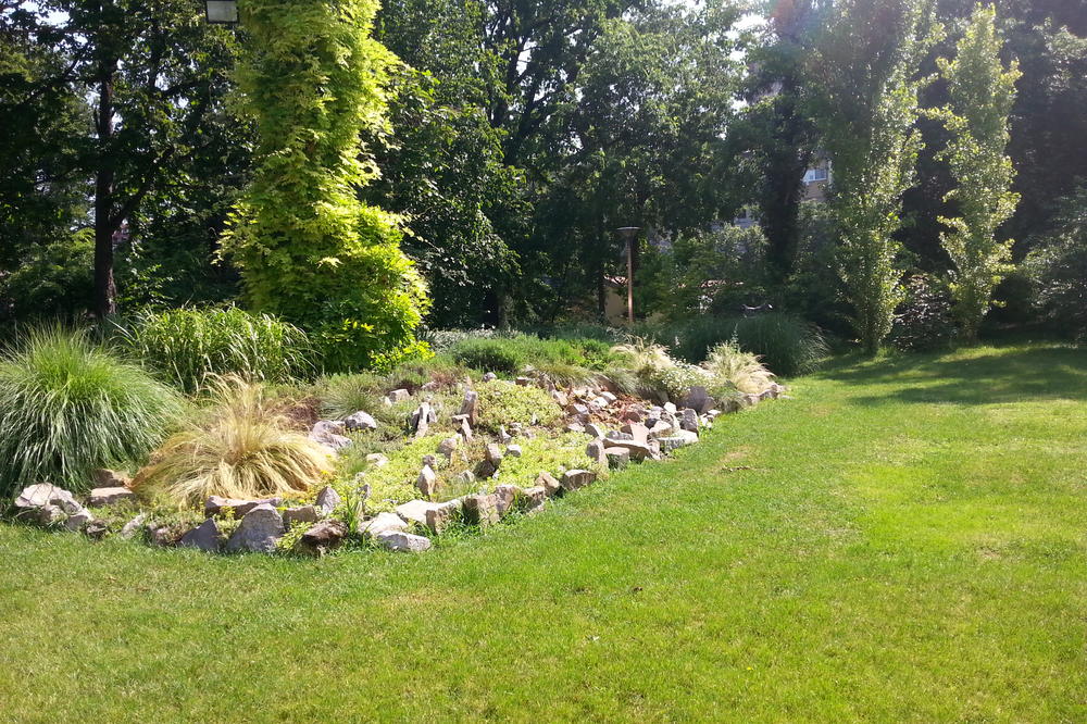 ZASADI DRVO: Seme, setva, sadnja! Dobro seme za dobru šumu!