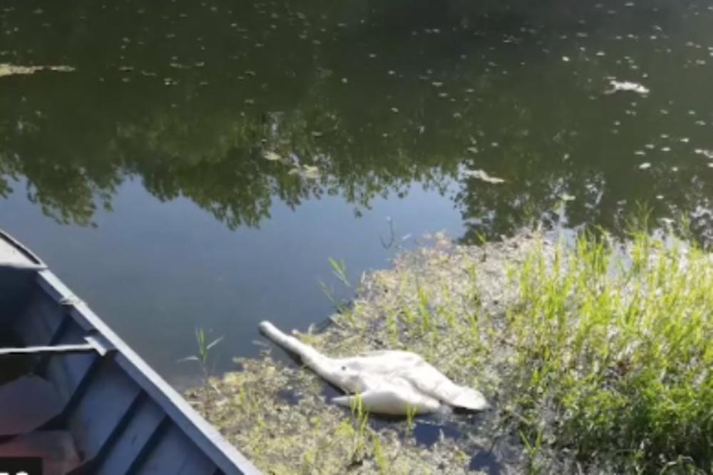 ISPITUJE SE POMOR LABUDOVA, RIBA I PATKI KOD BORČE: Nisu otrovane ali je tu jedna stvar još uvek MISTERIJA