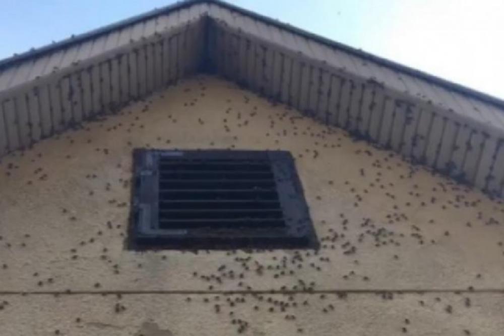 NAJEZDA SMRDIBUBA U BEOGRADU: Uz pomoć 1 brzog trika odmah ćete ih UNIŠTITI!