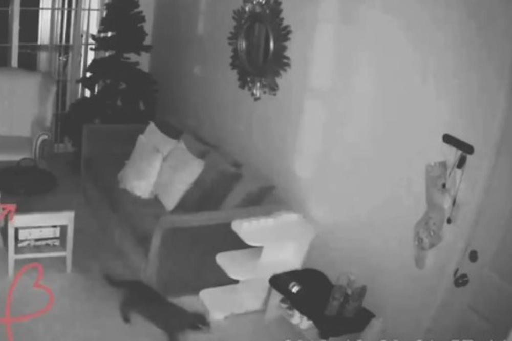 KAD JE NA SNIMKU VIDELA ŠTA MAČKA RADI DOK JE SAMA, ostala je bez TEKSTA! (VIDEO)