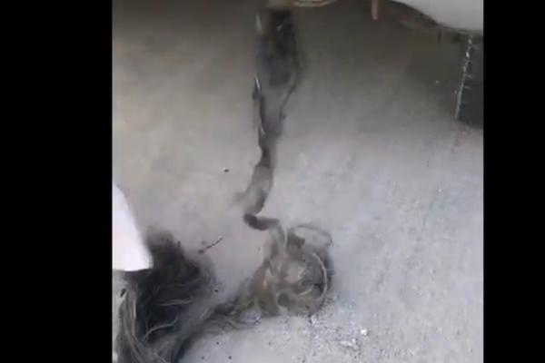 ŽENA JE IZ AUSPUHA IZVUKLA NEŠTO ŠTO JOJ JE LIČILO NA METAR KOSE: A onda je ukapirala da TO NIJE TO! (VIDEO)