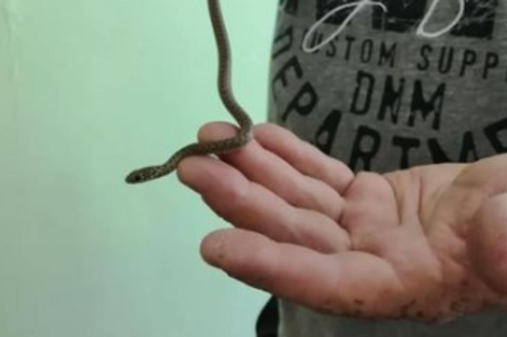 ŠOK, U SRPSKOJ ŠKOLI DECA NAŠLA ZMIJU! Deca u panici krenula da BEŽE! (FOTO)