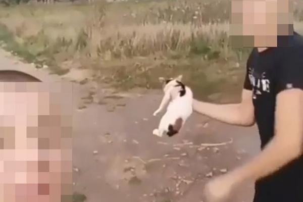 DA LI JE PRIČA O KAZNI OD 1200 DINARA ISTINA? Maloletnici iz Leskovca kod sudije zbog mučenja mačke