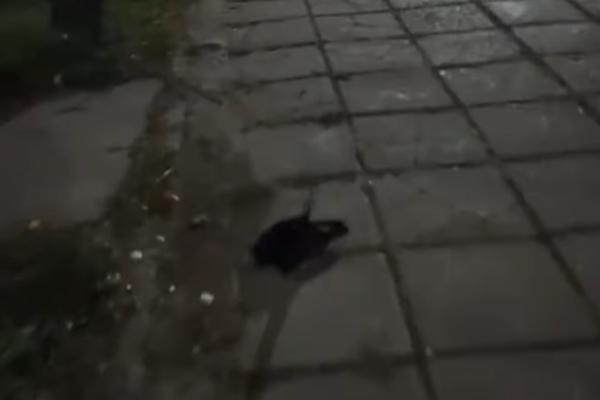 APOKALIPSA U RUSIJI: Kada vidte šta se nalazi na ulicama OVOG grada neće vam biti svejedno (VIDEO)