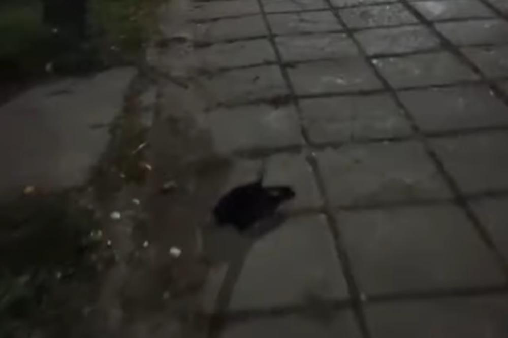 APOKALIPSA U RUSIJI: Kada vidte šta se nalazi na ulicama OVOG grada neće vam biti svejedno (VIDEO)