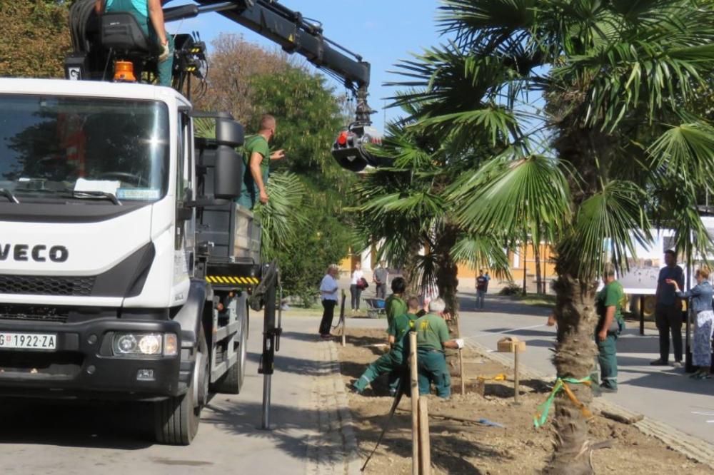 NEĆETE VEROVATI KOJE DRVEĆE JE ZASAĐENO NA KALEMEGDANU: Egzotično je, a podnosi temperaturu i do MINUS 15!