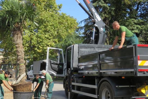 ZASAĐENE PALME U BEOGRADU: Stigao TROPSKI RAJ  iz Španije!