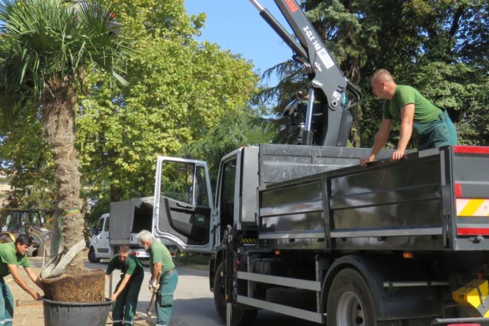 ZASAĐENE PALME U BEOGRADU: Stigao TROPSKI RAJ  iz Španije!