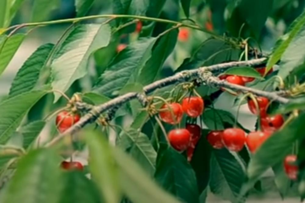 VIŠNJA PROCVETALA U LOZNICI DRUGI PUT: Sveštenik upozorava na PREDANJE, to znači da se moramo pripremiti za OVO